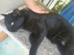 Lost Female Cat last seen Central and Warsaw, Toledo, OH 43608