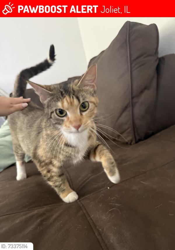 Lost Female Cat last seen Douglas and E Bevan Drive near Joliet West High School, Joliet, IL 60435