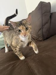 Lost Female Cat last seen Douglas and E Bevan Drive near Joliet West High School, Joliet, IL 60435