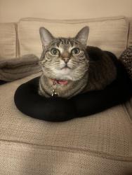 Lost Female Cat last seen Wooberry Road and Niles Road, York, PA 17403