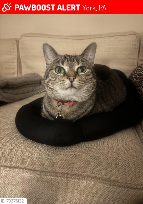 Lost Female Cat last seen Wooberry Road and Niles Road, York, PA 17403