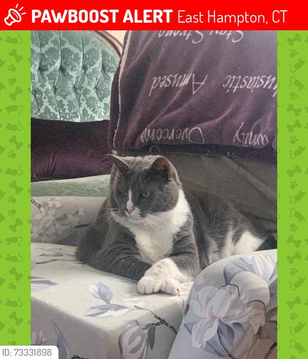 Lost Male Cat last seen Lake Vista/RT.66 Paul's & Sandy's, East Hampton, CT 06424