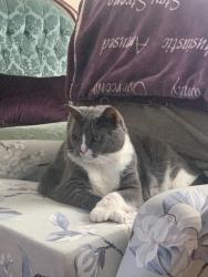 Lost Male Cat last seen Lake Vista/RT.66 Paul's & Sandy's, East Hampton, CT 06424