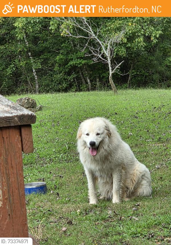 Found/Stray Unknown Dog last seen Clark Road, Rutherfordton, NC 28139