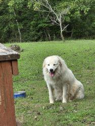 Found/Stray Unknown Dog last seen Clark Road, Rutherfordton, NC 28139