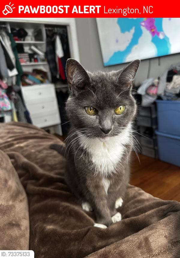 Lost Female Cat last seen Hege Rd-Bryson Blvd, Lexington, NC 27295