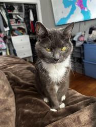 Lost Female Cat last seen Hege Rd-Bryson Blvd, Lexington, NC 27295