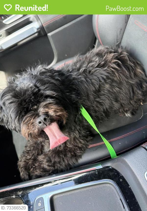 Reunited Female Dog last seen Sw 8th ct Cape Coral fl, Cape Coral, FL 33914