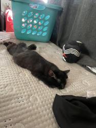 Reunited Female Cat last seen N Union blvd, Colorado Springs, CO 80918
