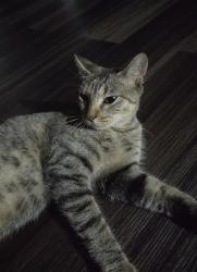 Lost Female Cat last seen Groves ave/ Twin city/ 73, Groves, TX 77619
