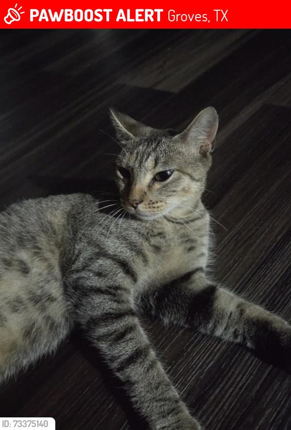 Lost Female Cat last seen Groves ave/ Twin city/ 73, Groves, TX 77619