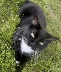 Lost Female Cat last seen GreenBriar Dr., Eagle Mountain, UT 84005