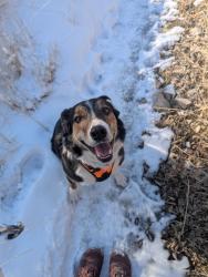 Reunited Male Dog last seen Rock Canyon Park area Provo, Provo, UT 84604