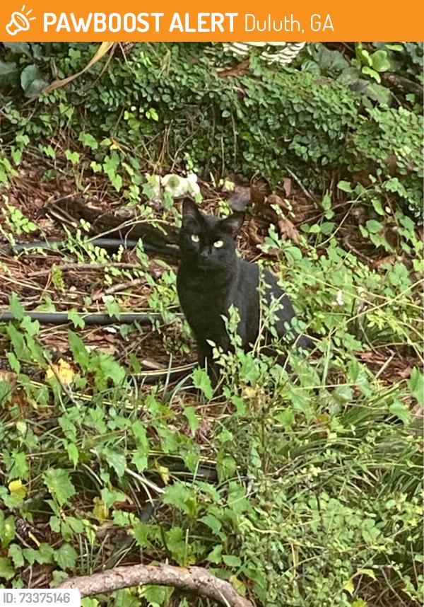 Found/Stray Unknown Cat last seen Canary Trail, Duluth, GA 30096