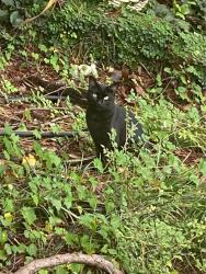 Found/Stray Unknown Cat last seen Canary Trail, Duluth, GA 30096