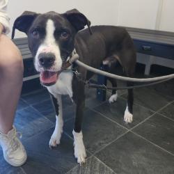 Shelter Stray Male Dog last seen , 3607 N Armenia Ave, Tampa, FL 33607, USA