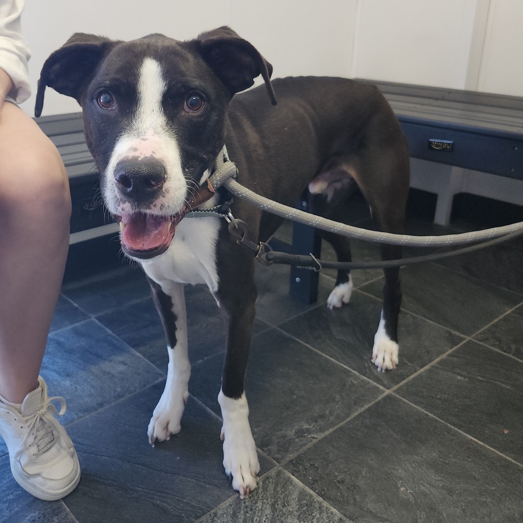 Shelter Stray Male Dog last seen , 3607 N Armenia Ave, Tampa, FL 33607, USA
