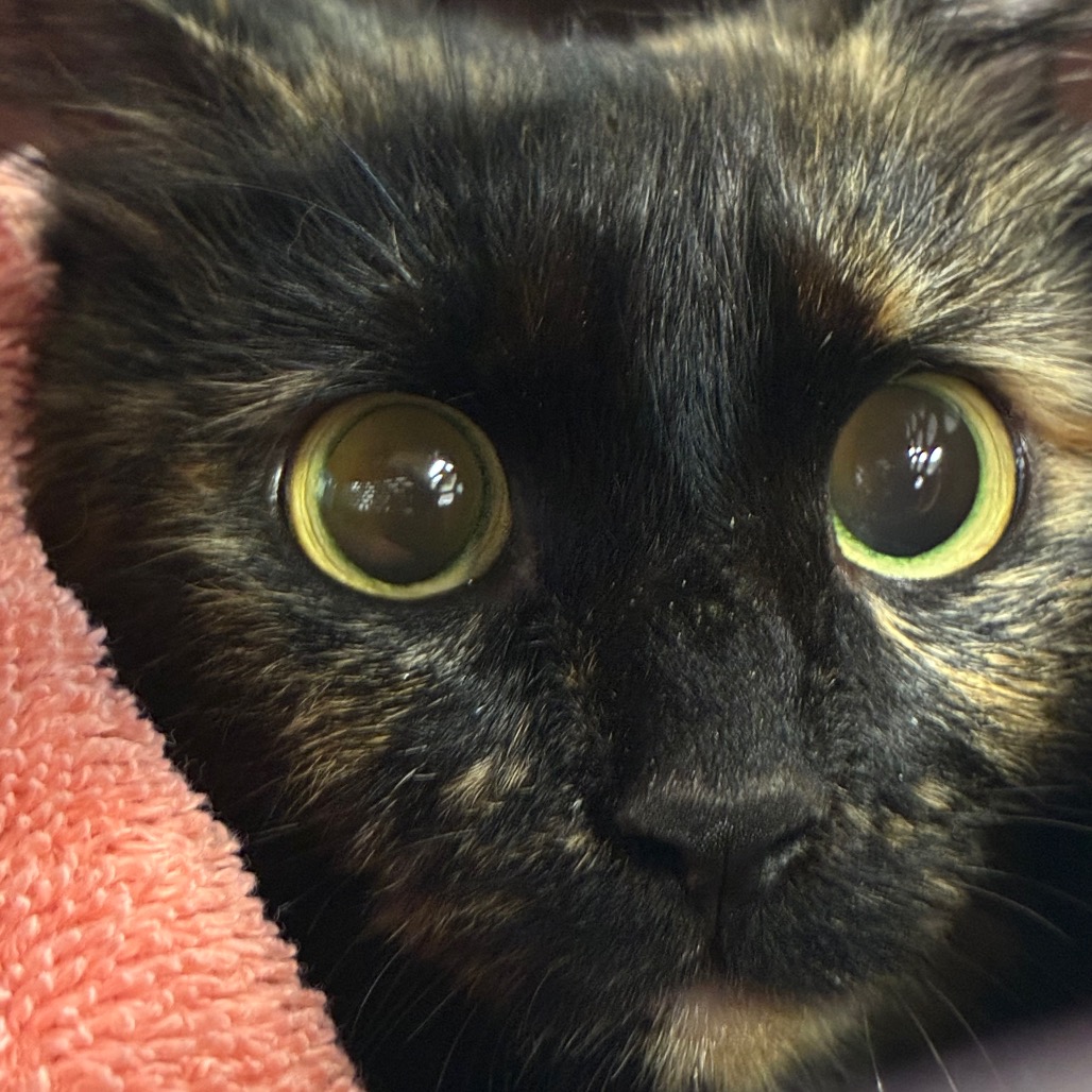 Shelter Stray Unknown Cat last seen , 1244 N Delsea Dr, Vineland, NJ 08360, USA