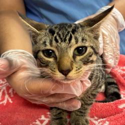 Shelter Stray Male Cat last seen , 1244 N Delsea Dr, Vineland, NJ 08360, USA