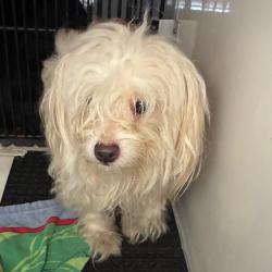 Shelter Stray Unknown Dog last seen , 361 S Raymond Ave, Pasadena, CA 91105, USA