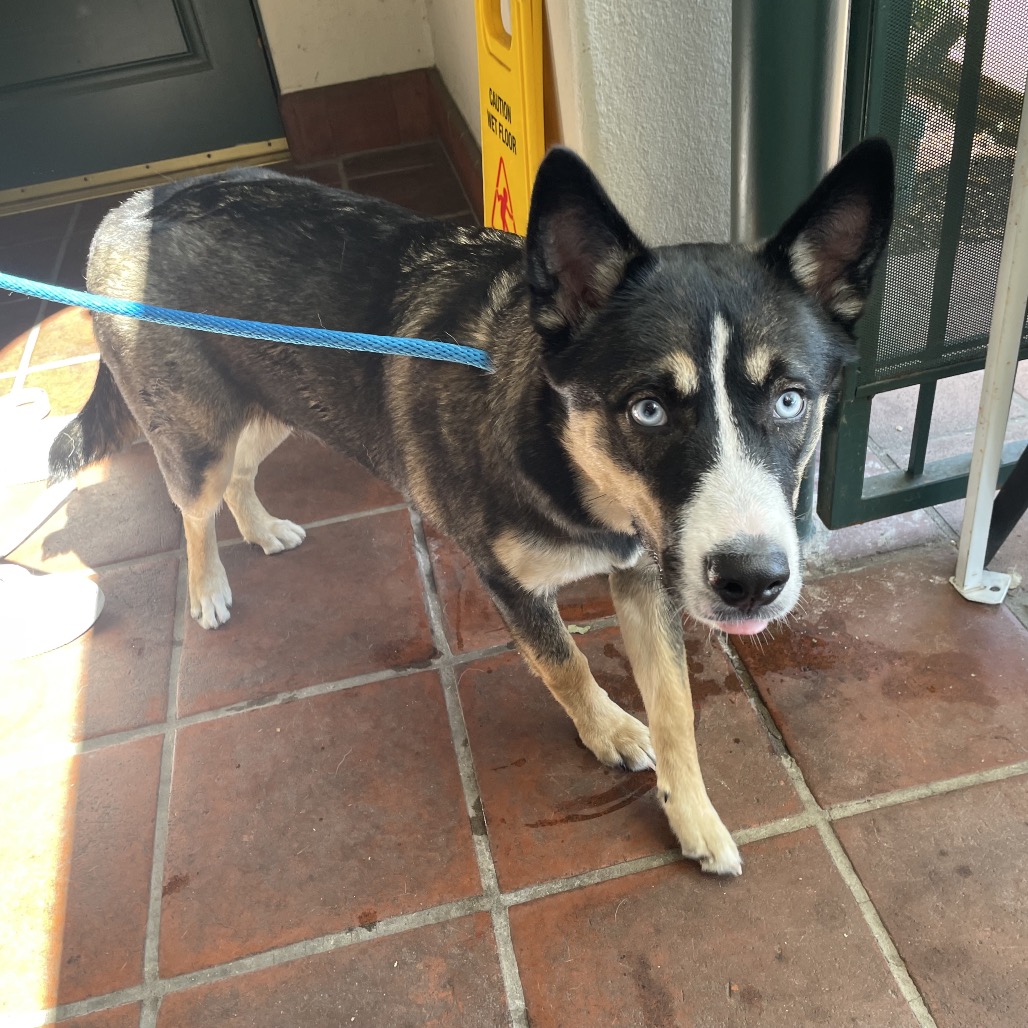 Shelter Stray Female Dog last seen , 361 S Raymond Ave, Pasadena, CA 91105, USA