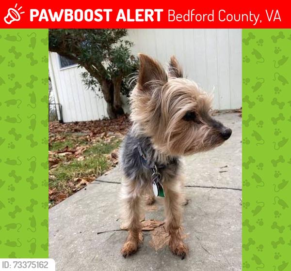 Lost Male Dog last seen Forest Road at Goode Country Store, Bedford County, VA 24556
