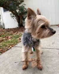 Lost Male Dog last seen Forest Road at Goode Country Store, Bedford County, VA 24556