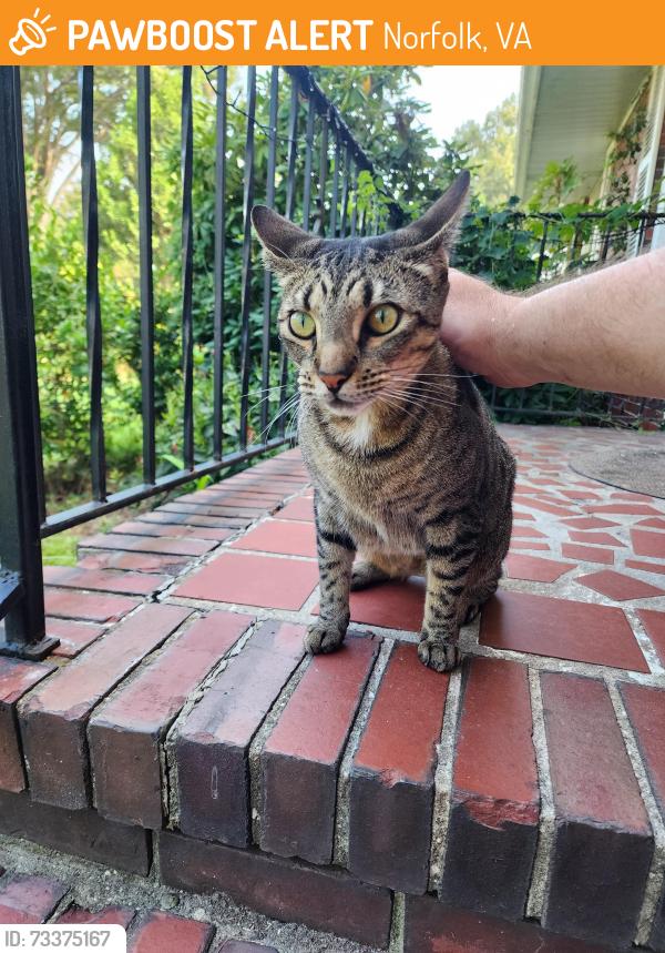 Found/Stray Female Cat last seen Gardner and Springmeadow, Norfolk, VA 23518