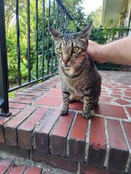 Found/Stray Female Cat last seen Gardner and Springmeadow, Norfolk, VA 23518