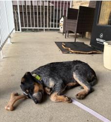 Lost Female Dog last seen Garden Park apmts, Wheeling, WV 26003