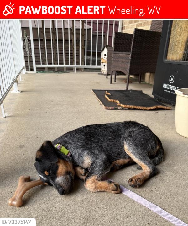 Lost Female Dog last seen Garden Park apmts, Wheeling, WV 26003
