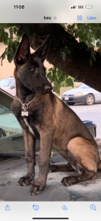 Lost Male Dog last seen Miramonte Ave, Morgan Hill, CA 95037