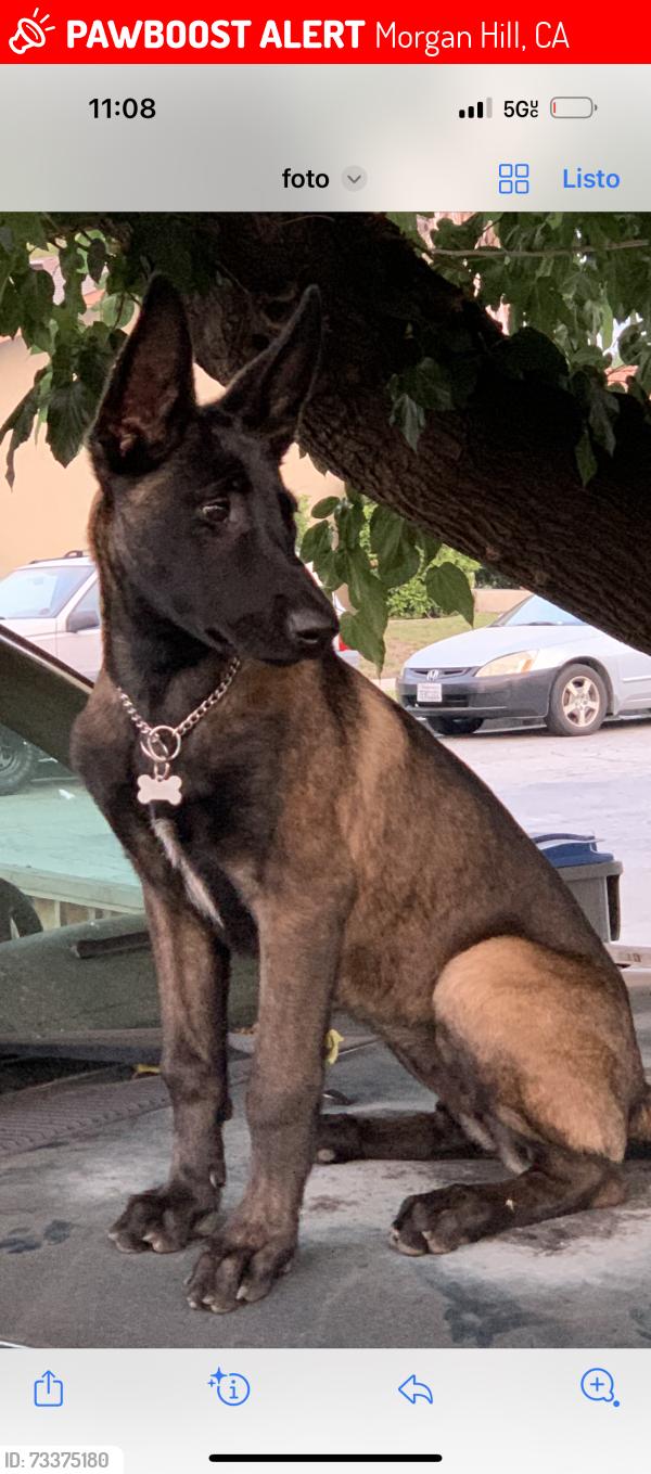 Lost Male Dog last seen Miramonte Ave, Morgan Hill, CA 95037