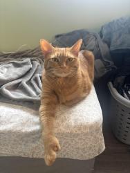 Lost Male Cat last seen Jackson Blvd and Circle Ave, Forest Park, IL 60130