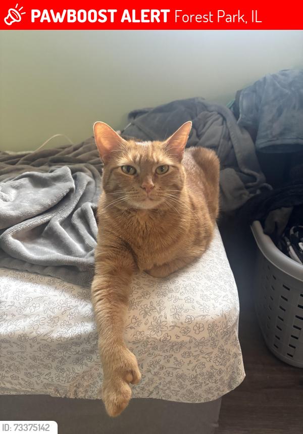 Lost Male Cat last seen Jackson Blvd and Circle Ave, Forest Park, IL 60130