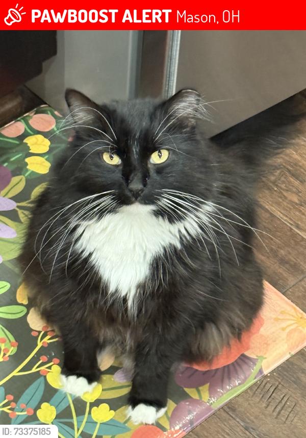 Lost Male Cat last seen Wilkens, Mason, OH 45040