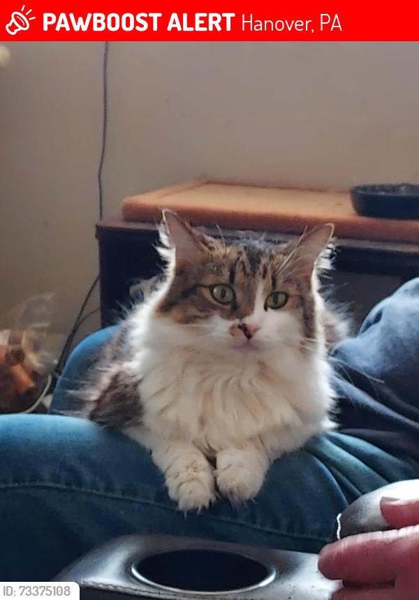 Lost Female Cat last seen 208A N. Franklin St., across from #49 fire hse, Hanover, PA 17331