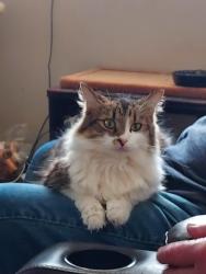 Lost Female Cat last seen 208A N. Franklin St., across from #49 fire hse, Hanover, PA 17331