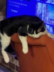 Reunited Male Cat last seen Rv park, Orting, WA 98360