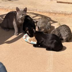 Found/Stray Female Cat last seen FM 2047, Baird, TX 79504
