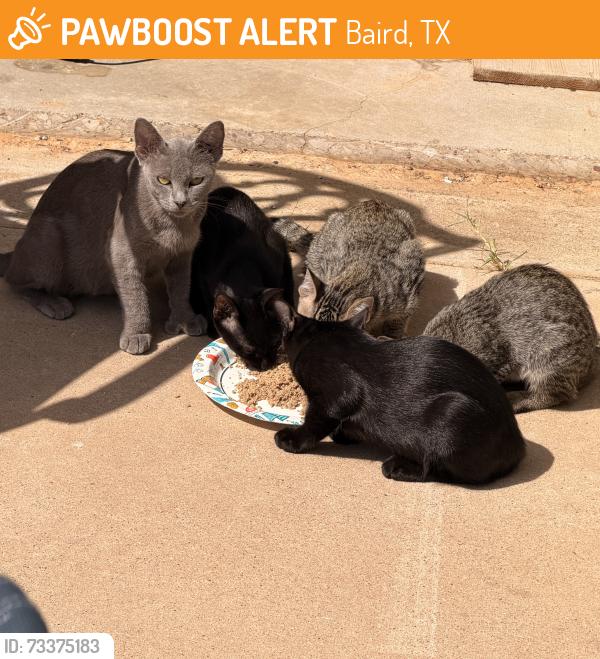 Found/Stray Female Cat last seen FM 2047, Baird, TX 79504