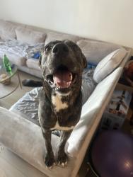 Found/Stray Male Dog last seen Central Ave and 5th St, Los Angeles, CA 90013
