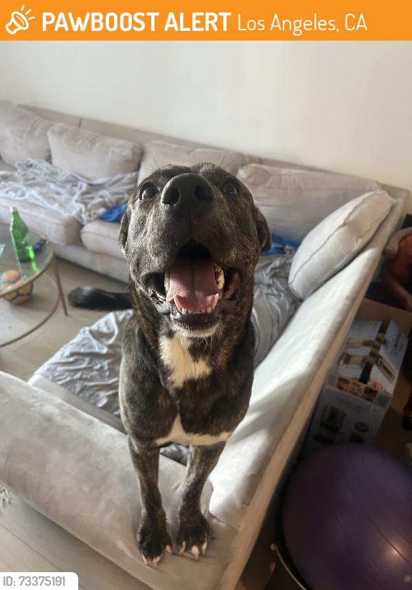 Found/Stray Male Dog last seen Central Ave and 5th St, Los Angeles, CA 90013