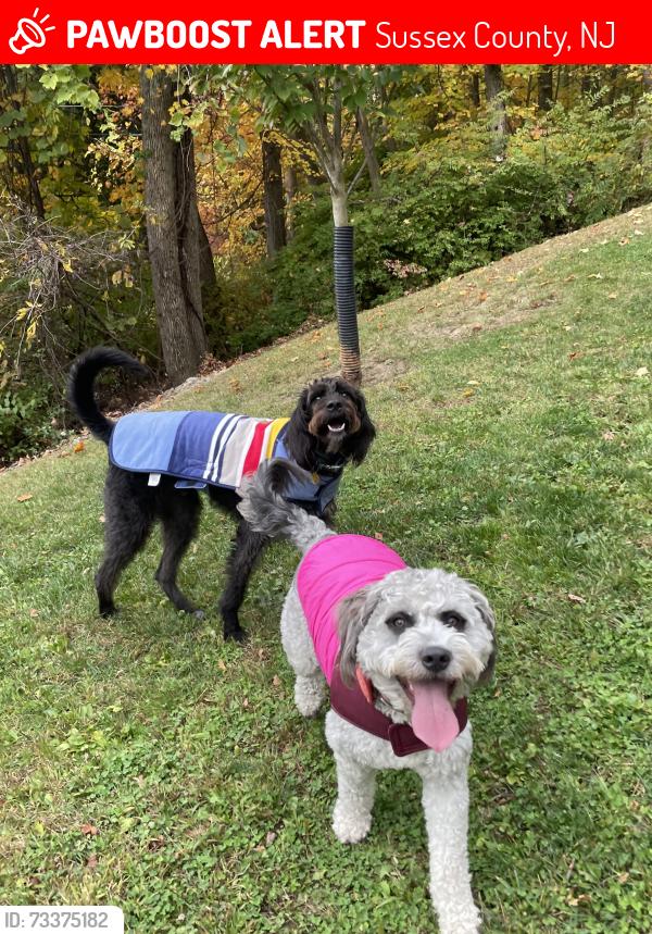 Lost Male Dog last seen Stokes State Forest, Culver Lake, Sussex County, NJ 07826