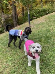 Lost Male Dog last seen Stokes State Forest, Culver Lake, Sussex County, NJ 07826