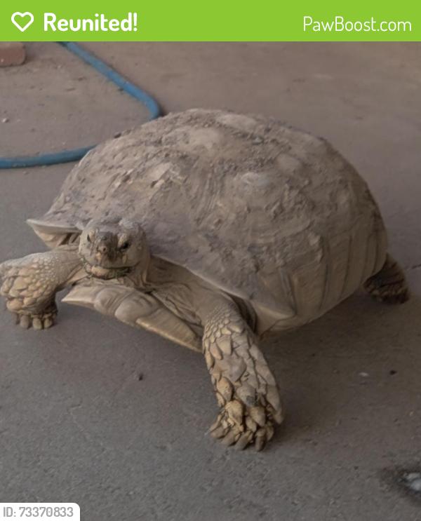 Reunited Female Reptile last seen Garfield & College Ave, Papago Park View, Tempe, AZ 85288