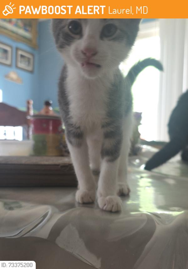 Found/Stray Male Cat last seen Mulberry St and Waggaman Ave, Laurel, MD 20707