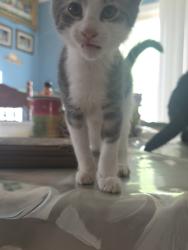 Found/Stray Male Cat last seen Mulberry St and Waggaman Ave, Laurel, MD 20707