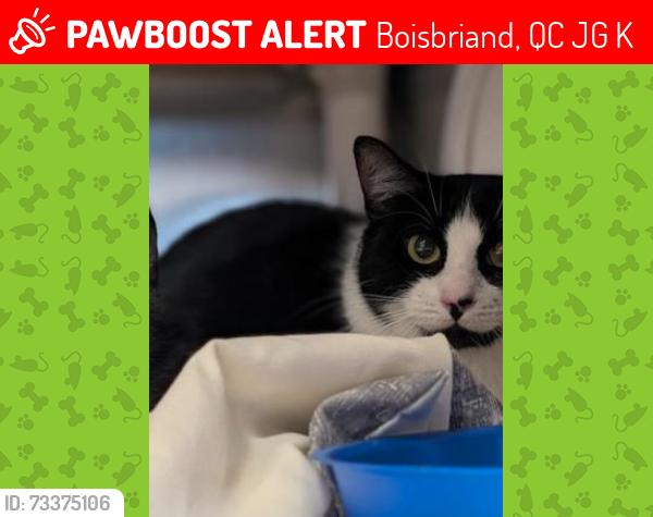 Lost Female Cat last seen Ch. De la Grande-côte, Boisbriand, QC J7G 4K9