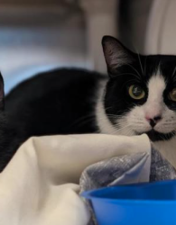Lost Female Cat last seen Ch. De la Grande-côte, Boisbriand, QC J7G 4K9